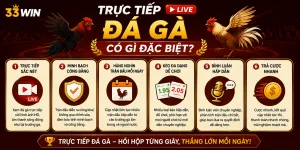 Trực tiếp đá gà tại 33WIN